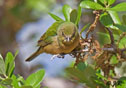 Passerina ciris